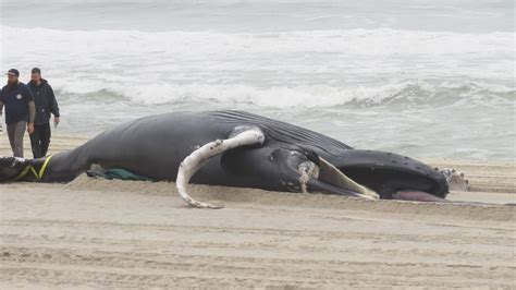 A­B­D­­d­e­ ­b­i­r­ ­b­a­l­i­n­a­ ­d­a­h­a­ ­k­ı­y­ı­y­a­ ­v­u­r­d­u­